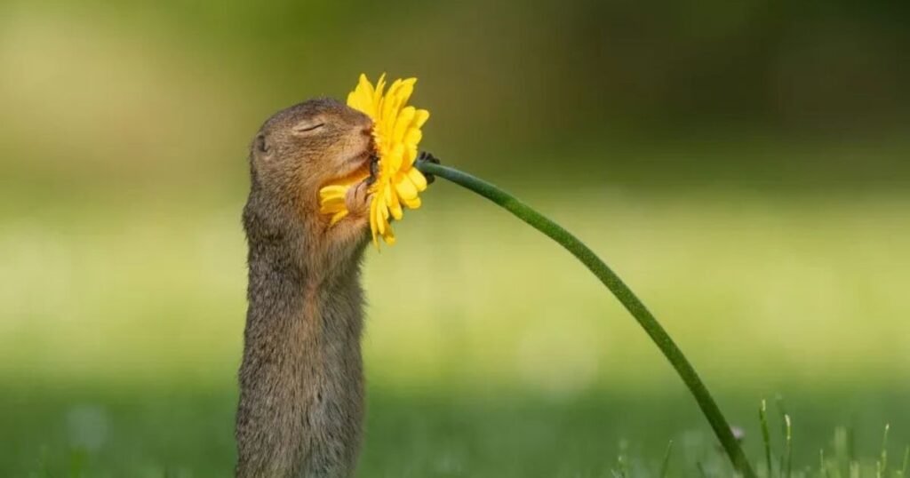 Which Animal Actually Has the Best Sense of Smell