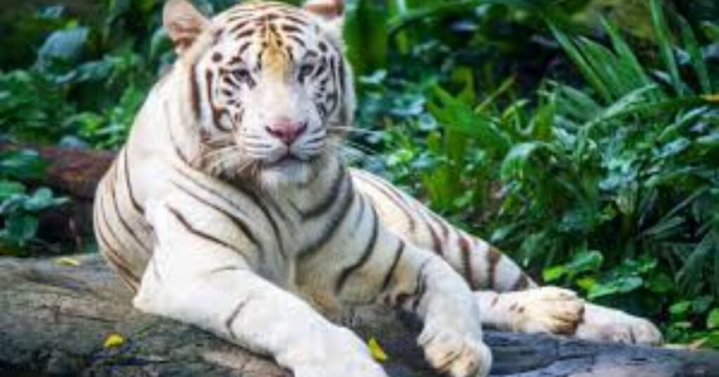 White Tiger 