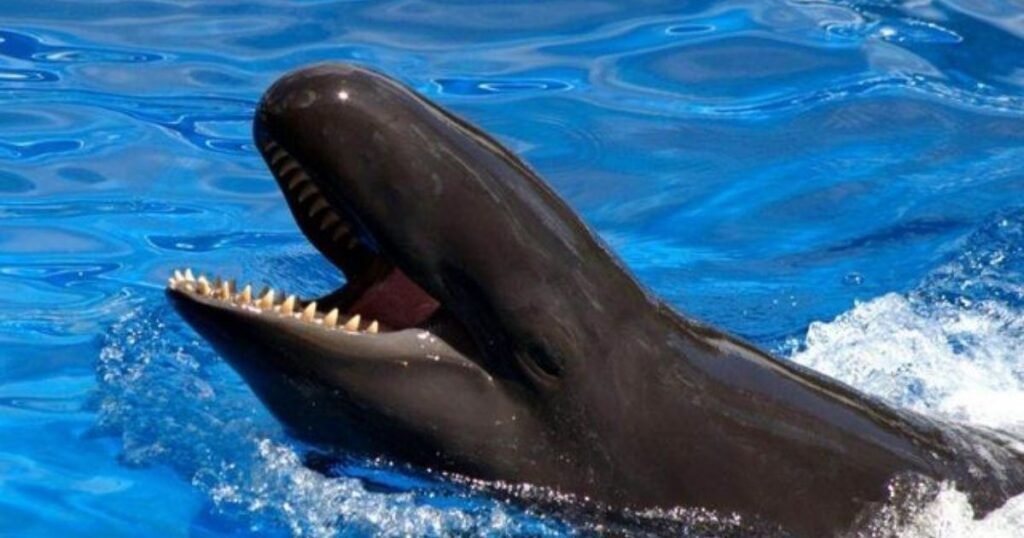Wholphin
