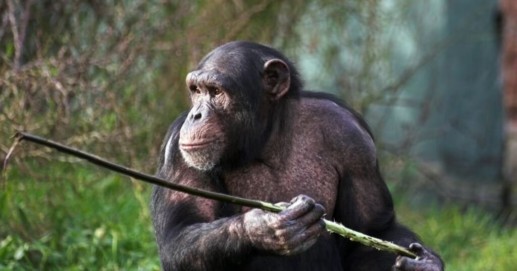 Why Are So Many Animals Attracted to Honey?