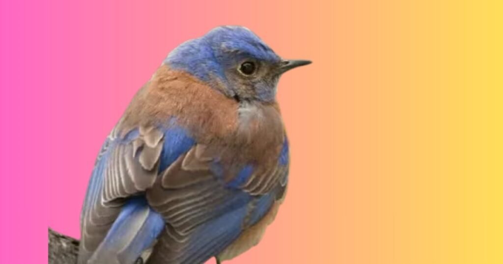 Why Are Some Animals Quiet?