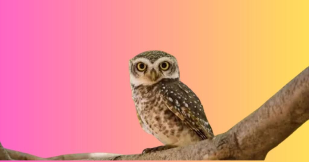 Why Are Some Animals Quiet?