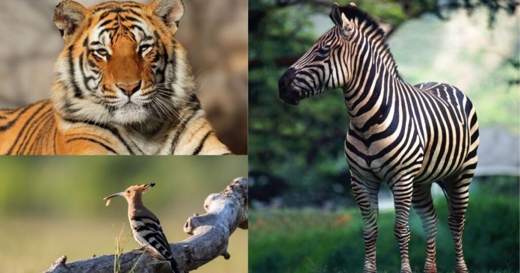 Why Do Animals Have Stripes?