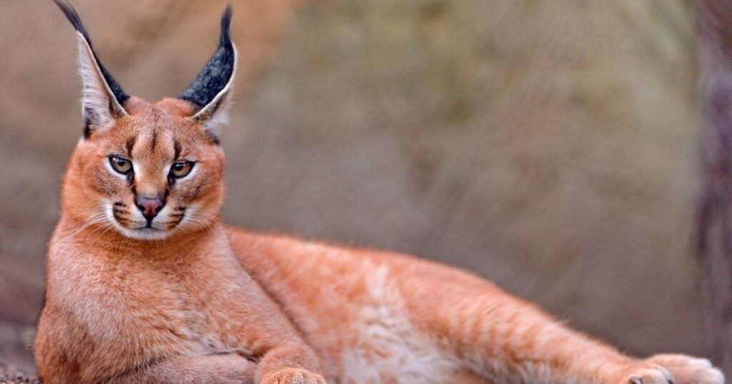 Why Do Some Animals Have Big Ears?