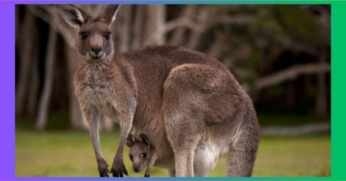 Energetic Animals: Nature’s Most Active Creatures