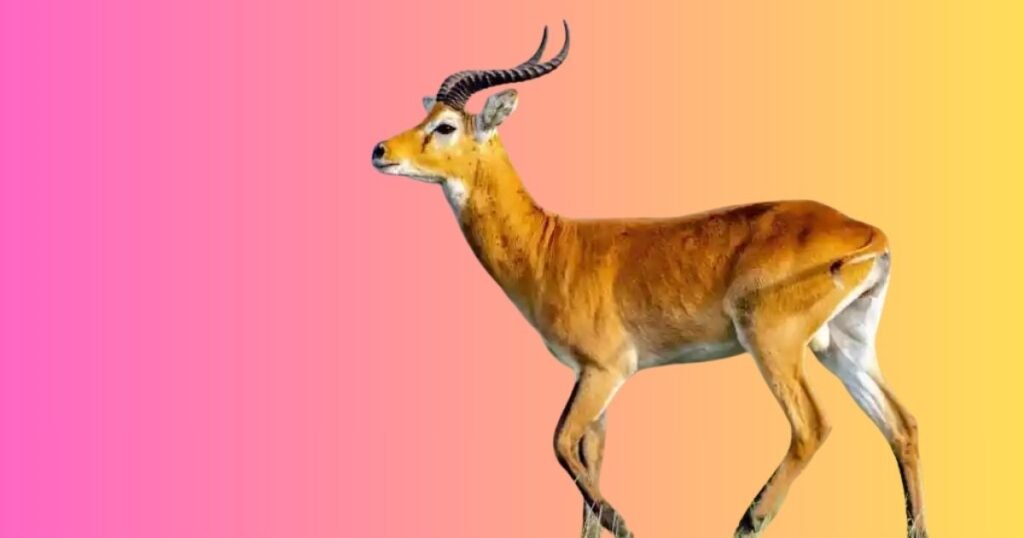 Why the Savanna Is Important