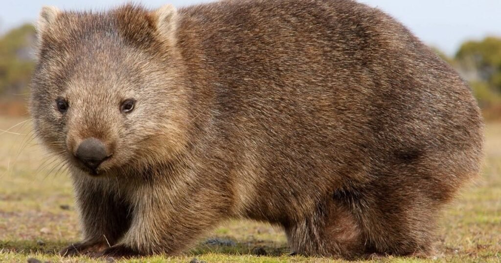 Wombats