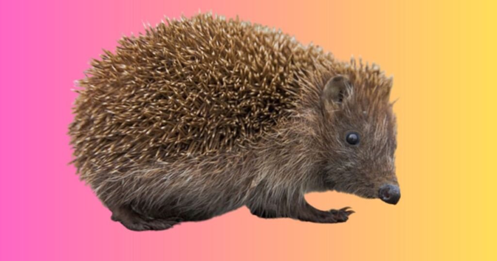 hedgehogs