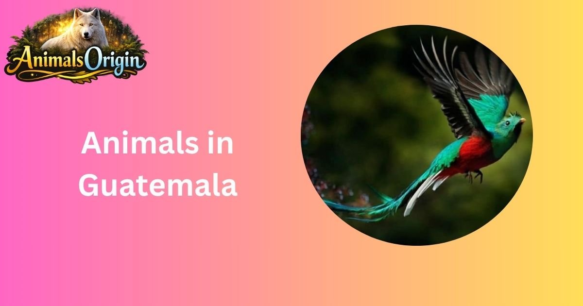 Animals in Guatemala