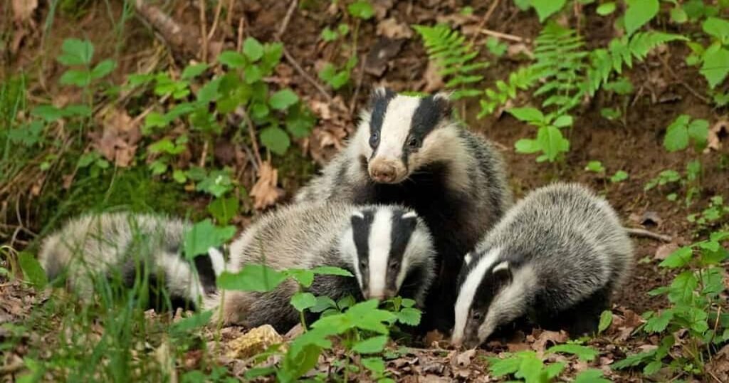 Badgers