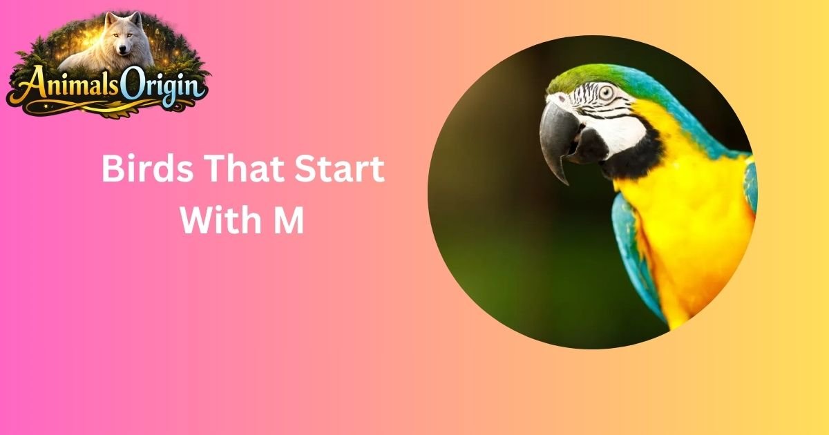 Birds That Start With M