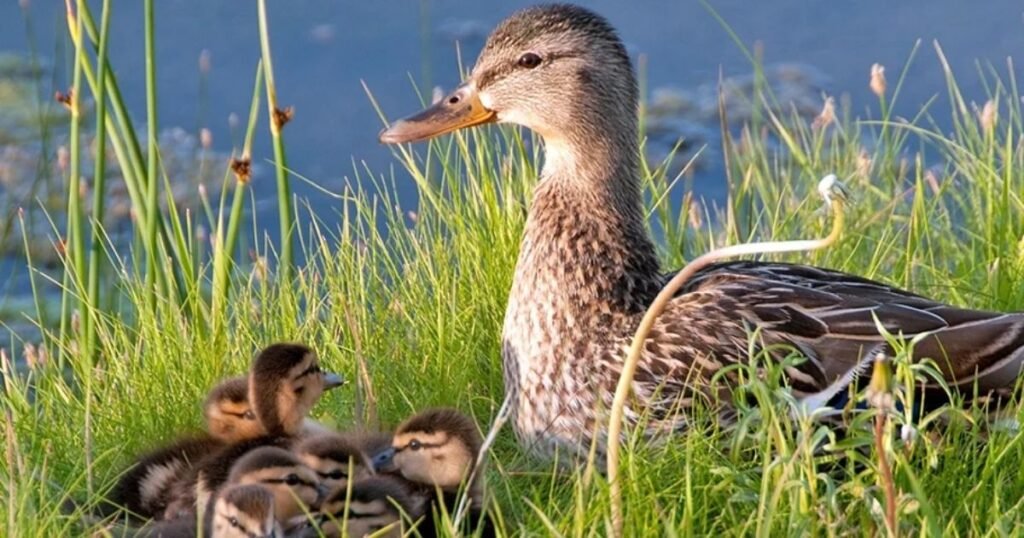 Birds and Reptiles That Depend on Pond Habitats