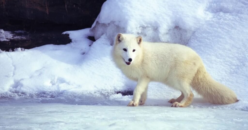 Camouflaged Animals Hidden in the Snow