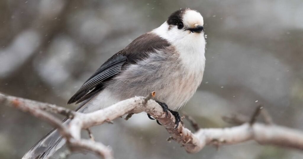 Canada jay