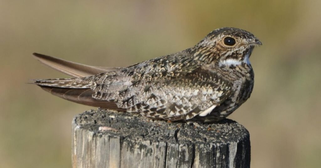 Common Nighthawk