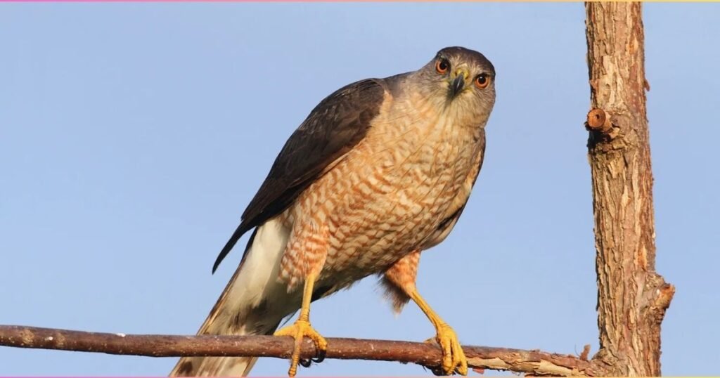 Cooper’s Hawk