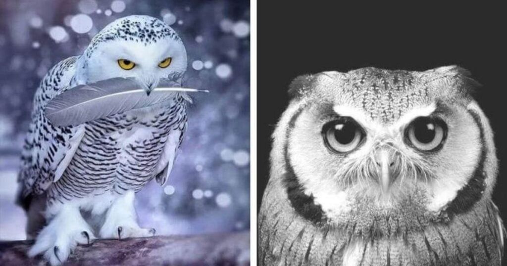 Diseases and Conditions That Cause Feather Loss in Owls