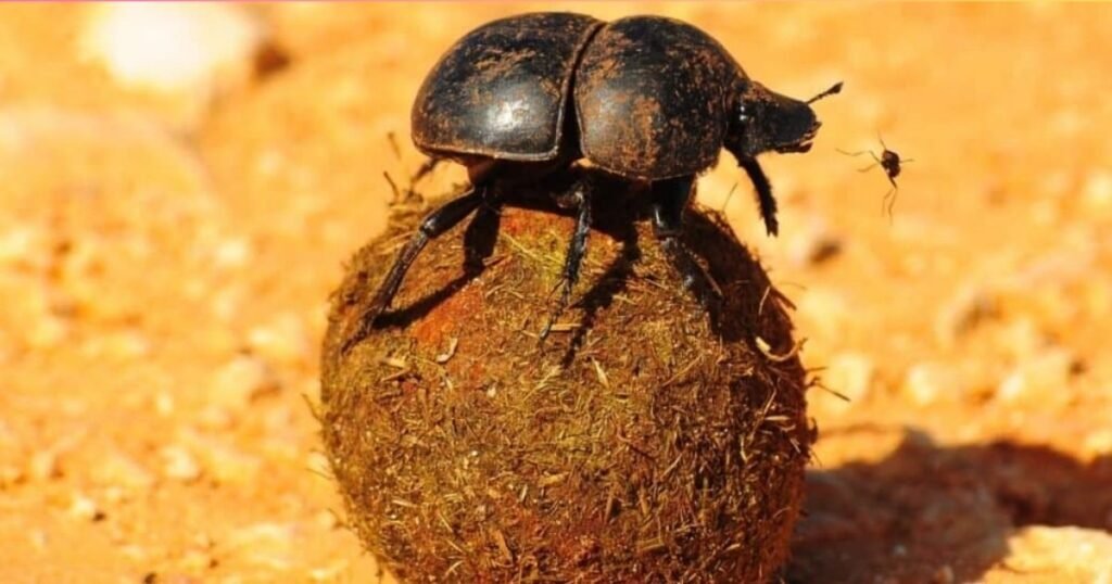 Dung Beetle