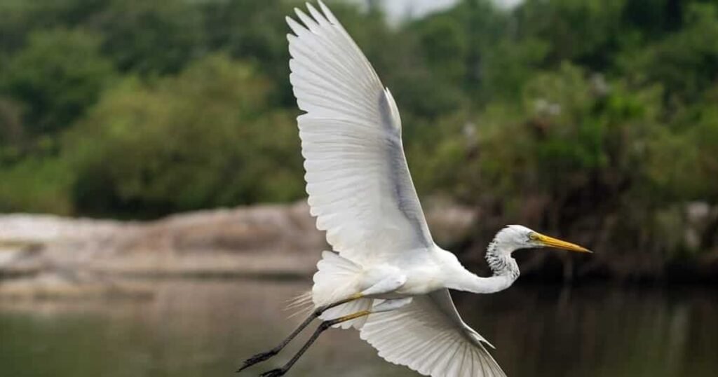 Egret