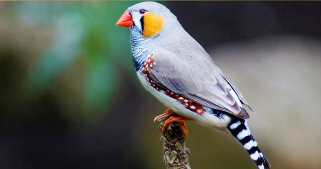 finch