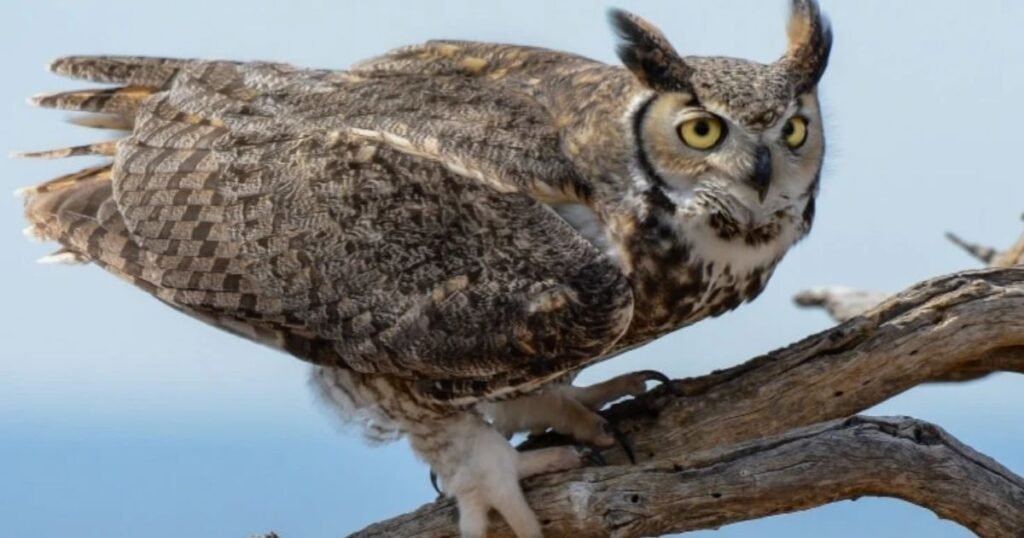 Great Horned Owl