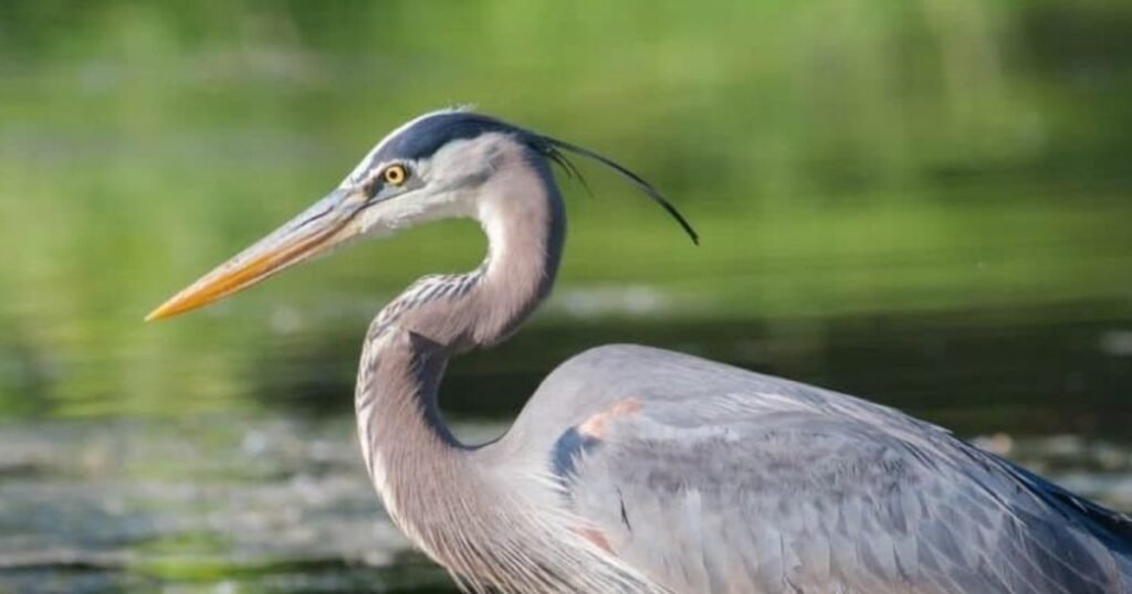 heron