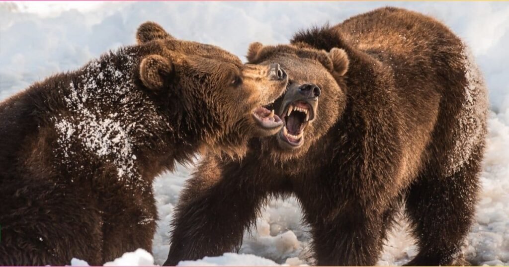 How Animal Strength Helps Them Survive