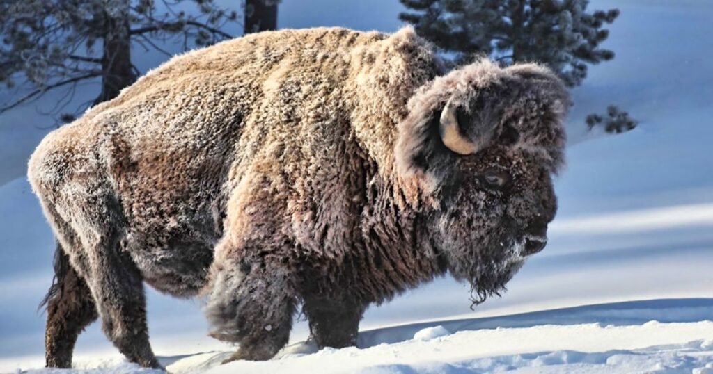 How Do Animals That Live in the Snow Survive in Freezing Snowy Regions?