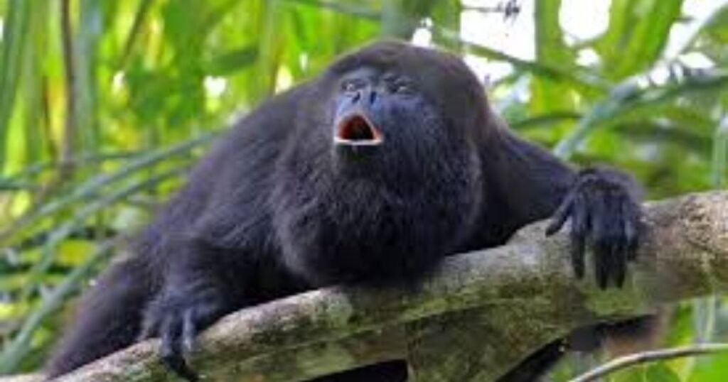 Howler Monkey
