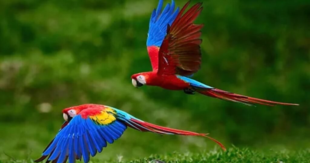 Macaw