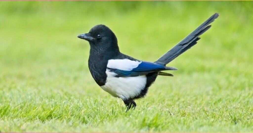Magpie