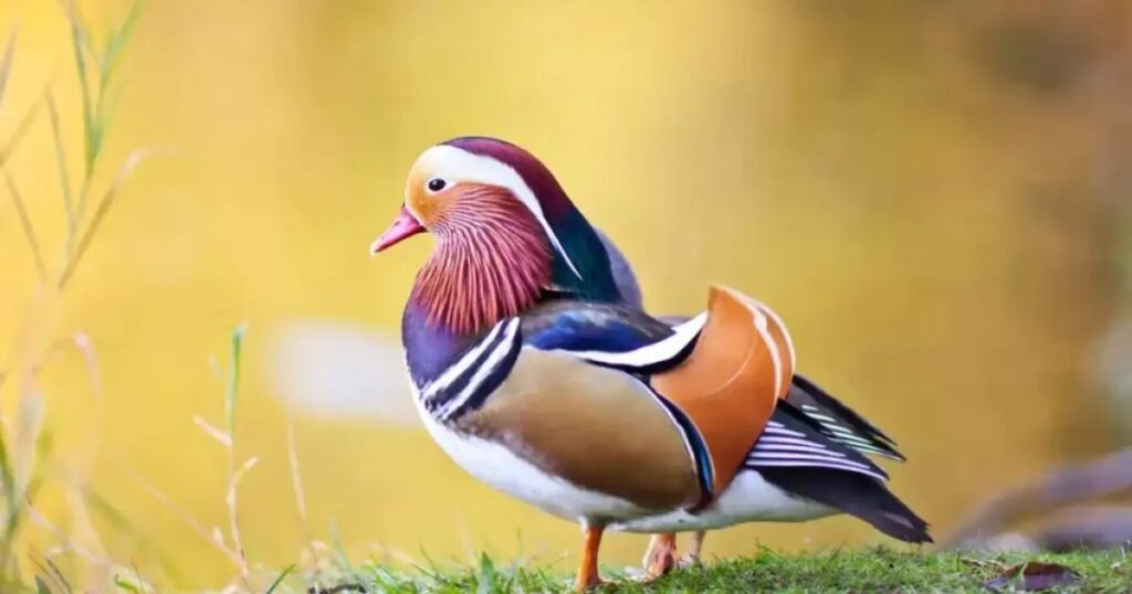Mandarin Duck