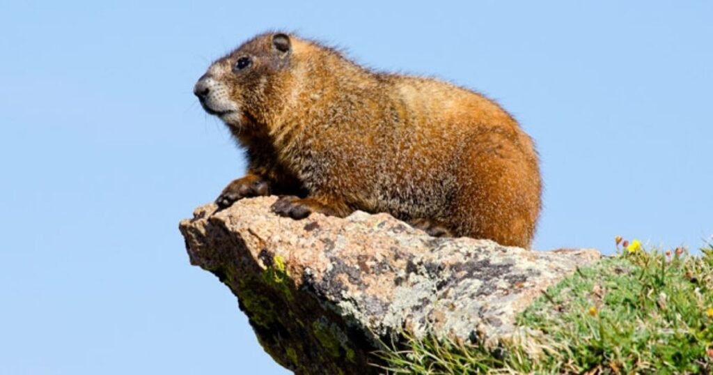Marmot
