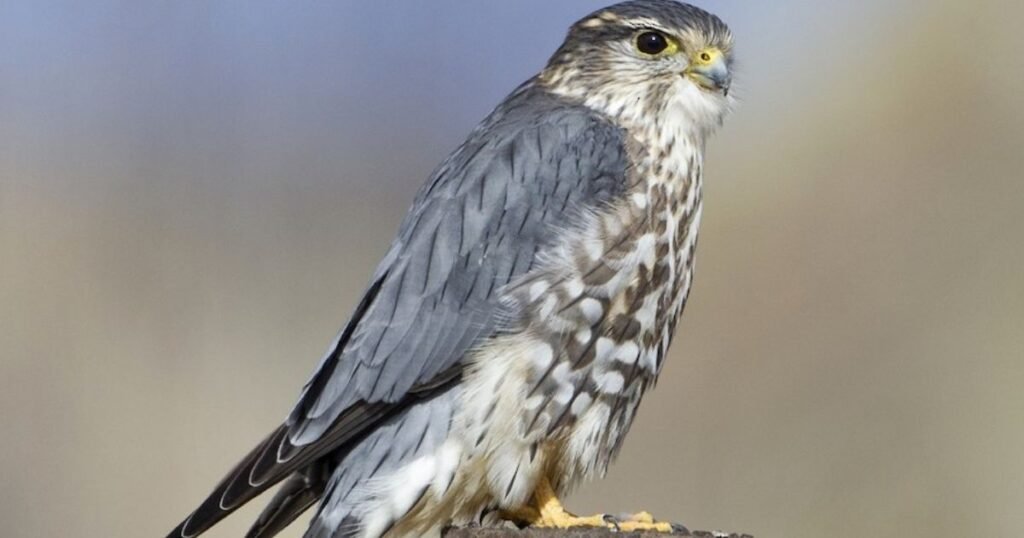 Merlin
