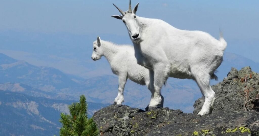 Mountain Goat