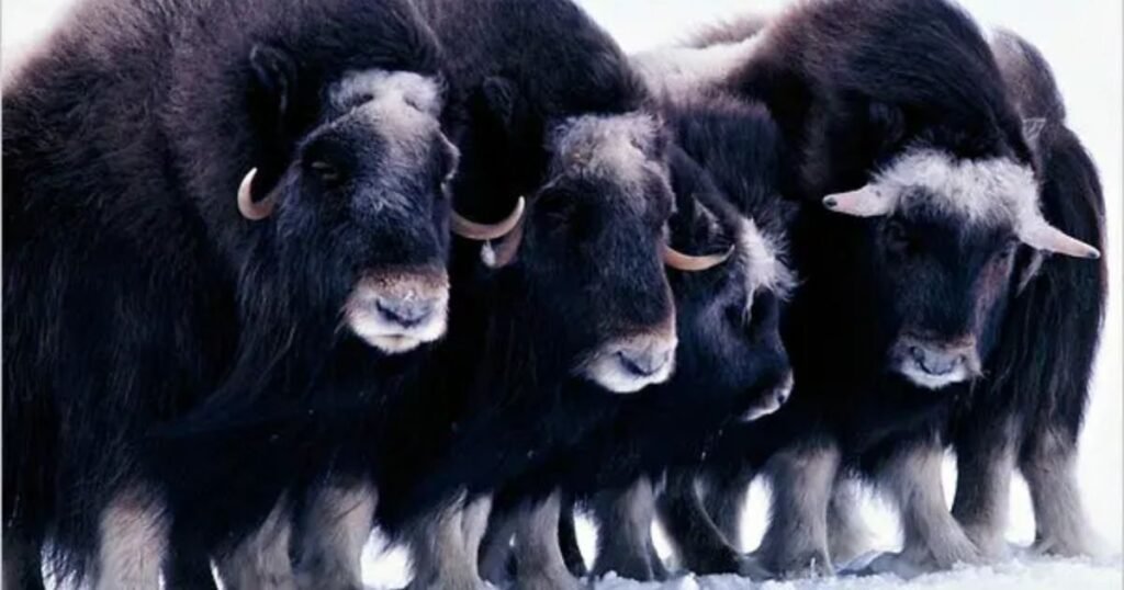 Musk Oxen