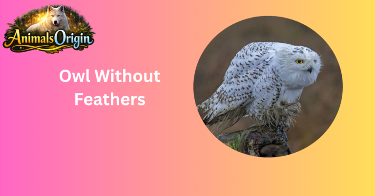 Owl Without Feathers
