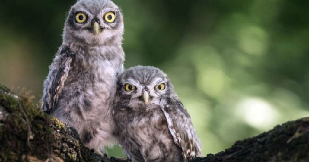 Owls