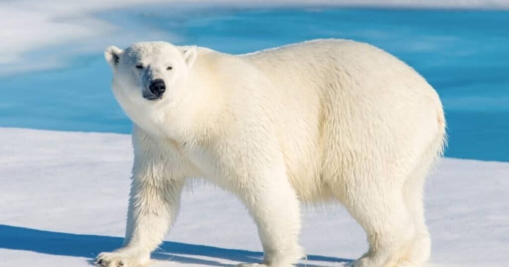 Polar Bear