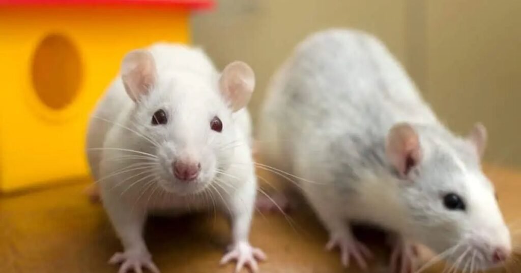 Rats