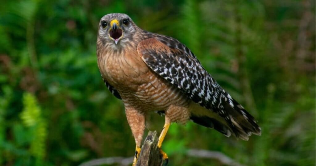 Red-Shouldered Hawk
