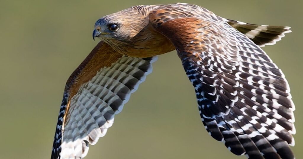 Red-shouldered Hawk 