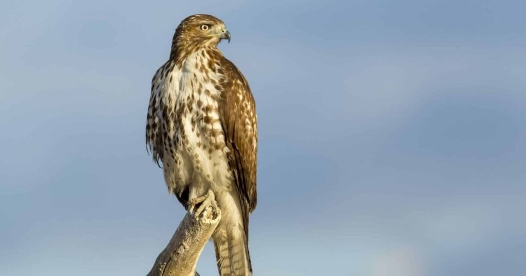 Red-tailed Hawk