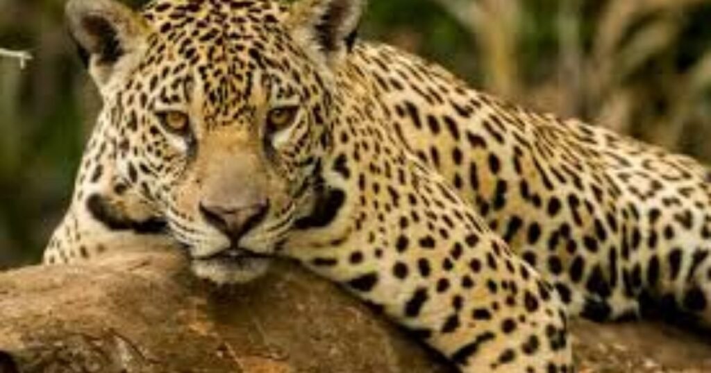 Reptiles and Amphibians of Tropical Habitats