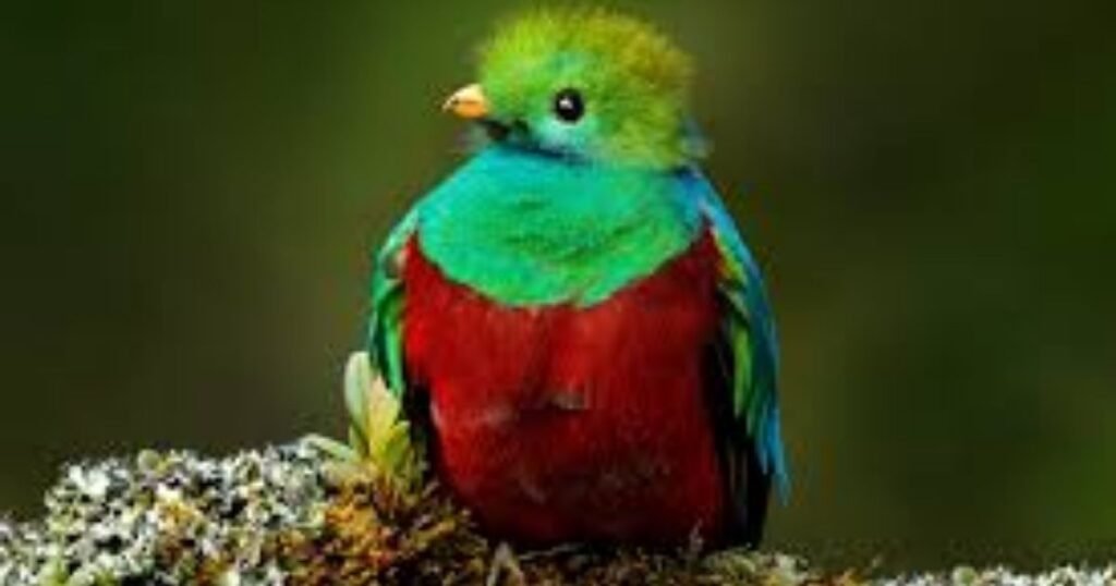 Resplendent Quetzal