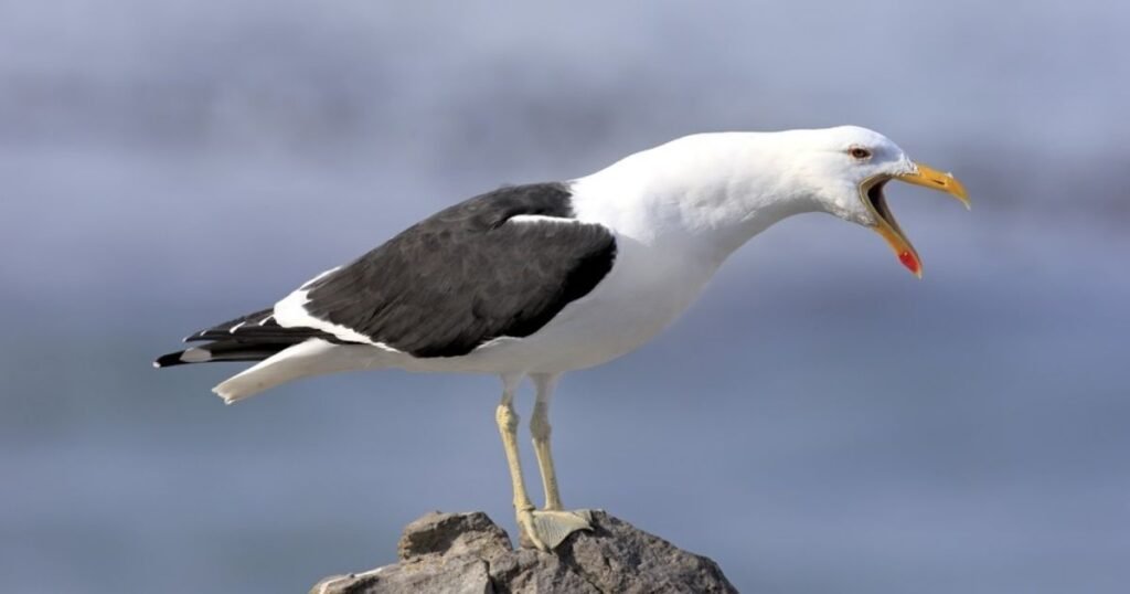 Seagulls 