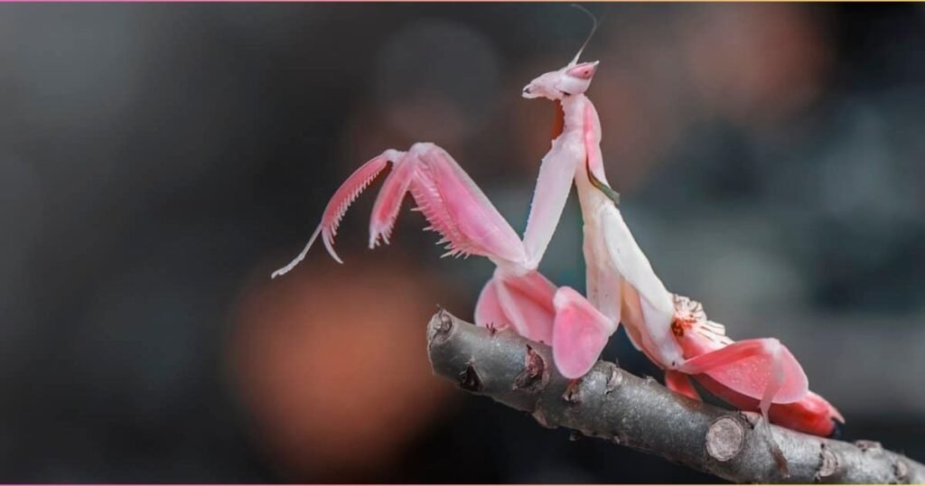 Small but Sneaky Creatures with Big Survival Skills