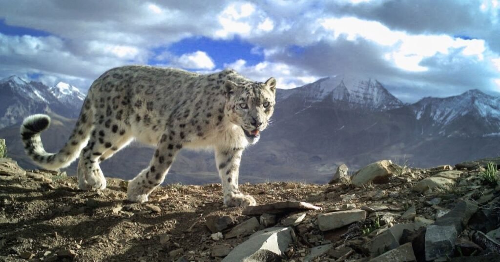 Snow Leopard