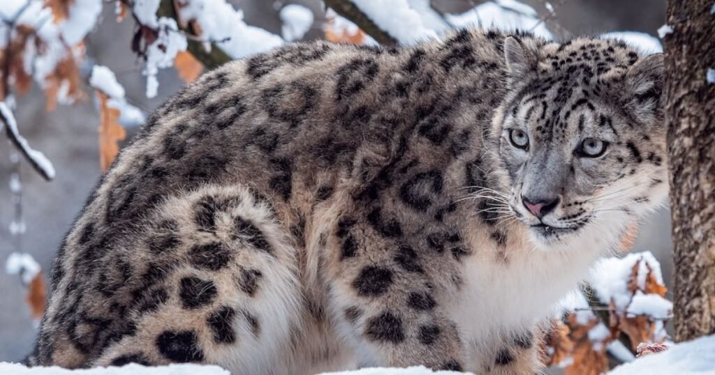 Snow Leopard 