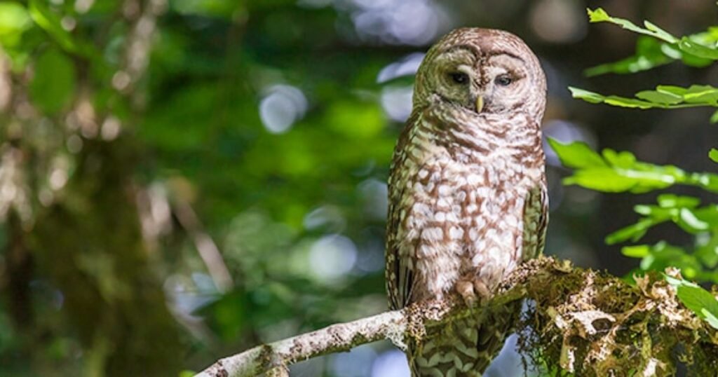Spotted Owl